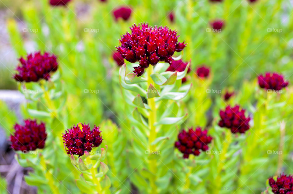 Close-up of red wildflower