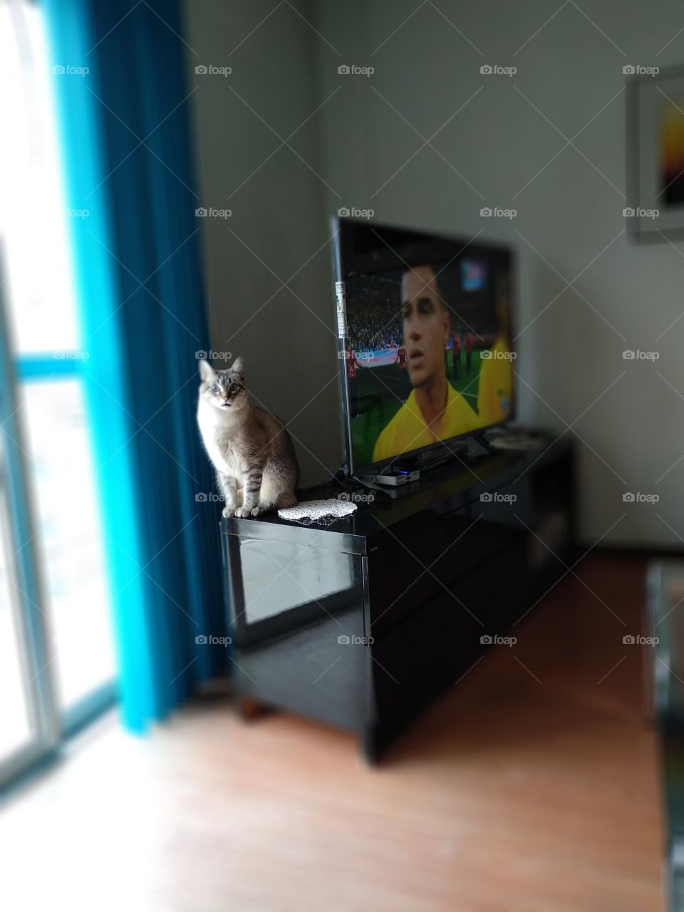 cat posing in furniture waiting for Brazil soccer game