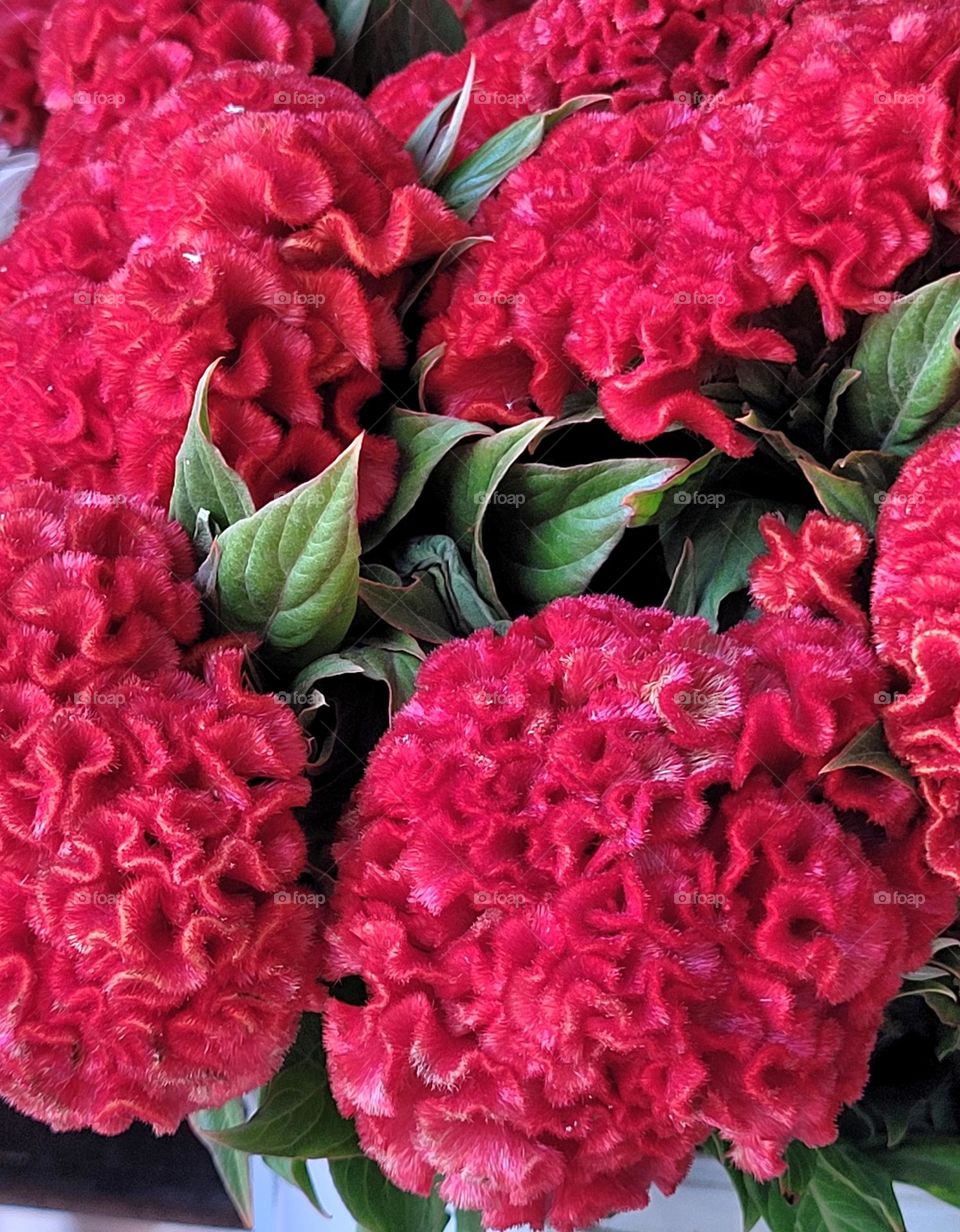 complementary colors