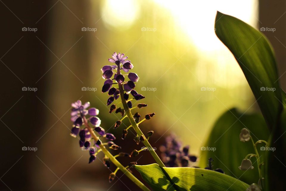 Spring plants at home