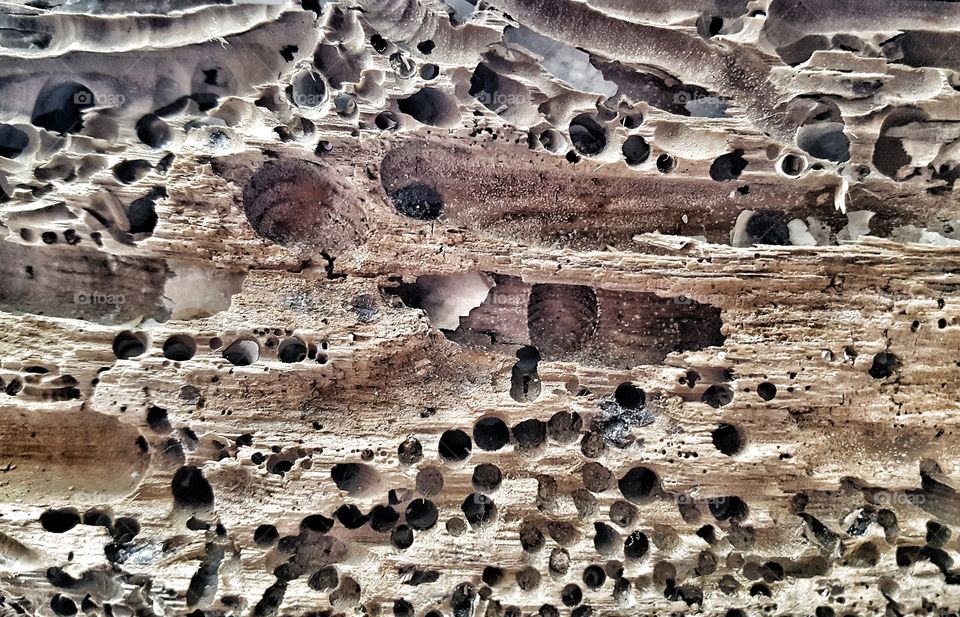 Close-up of weathered driftwood