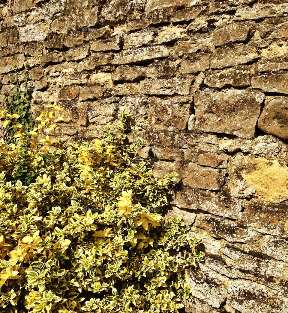 wall old bricks sunshine by hannahdagogo