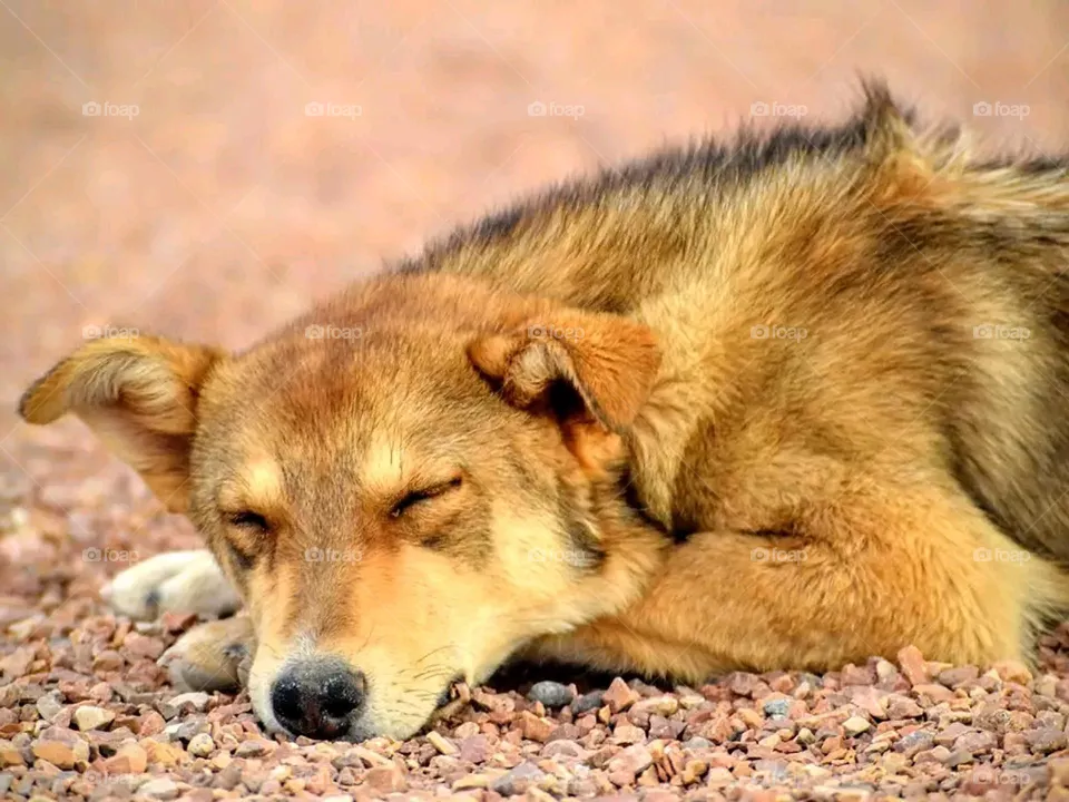 dog