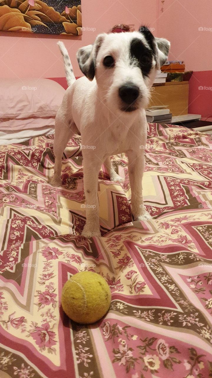 Parson Russell Terrier