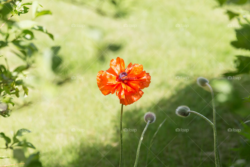 Red orange poppy flower in bright sunlight 