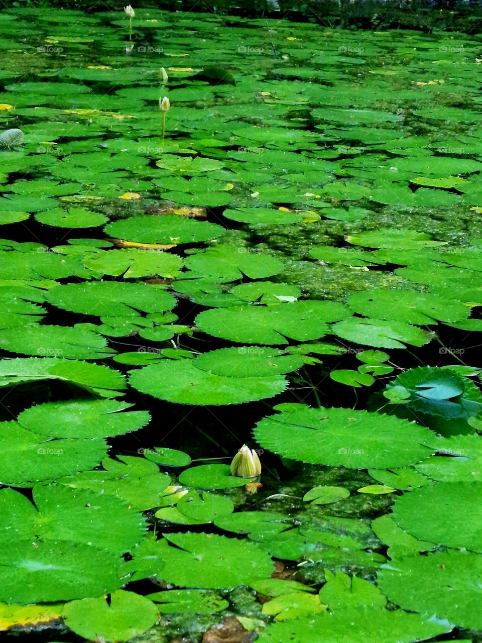 waterlilies