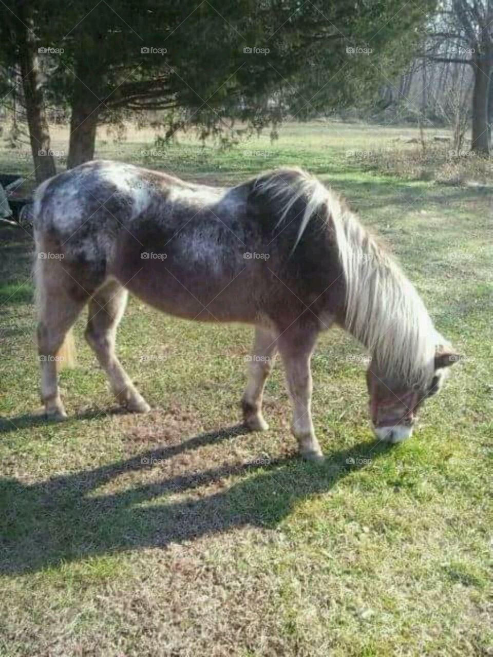 horse in my yard