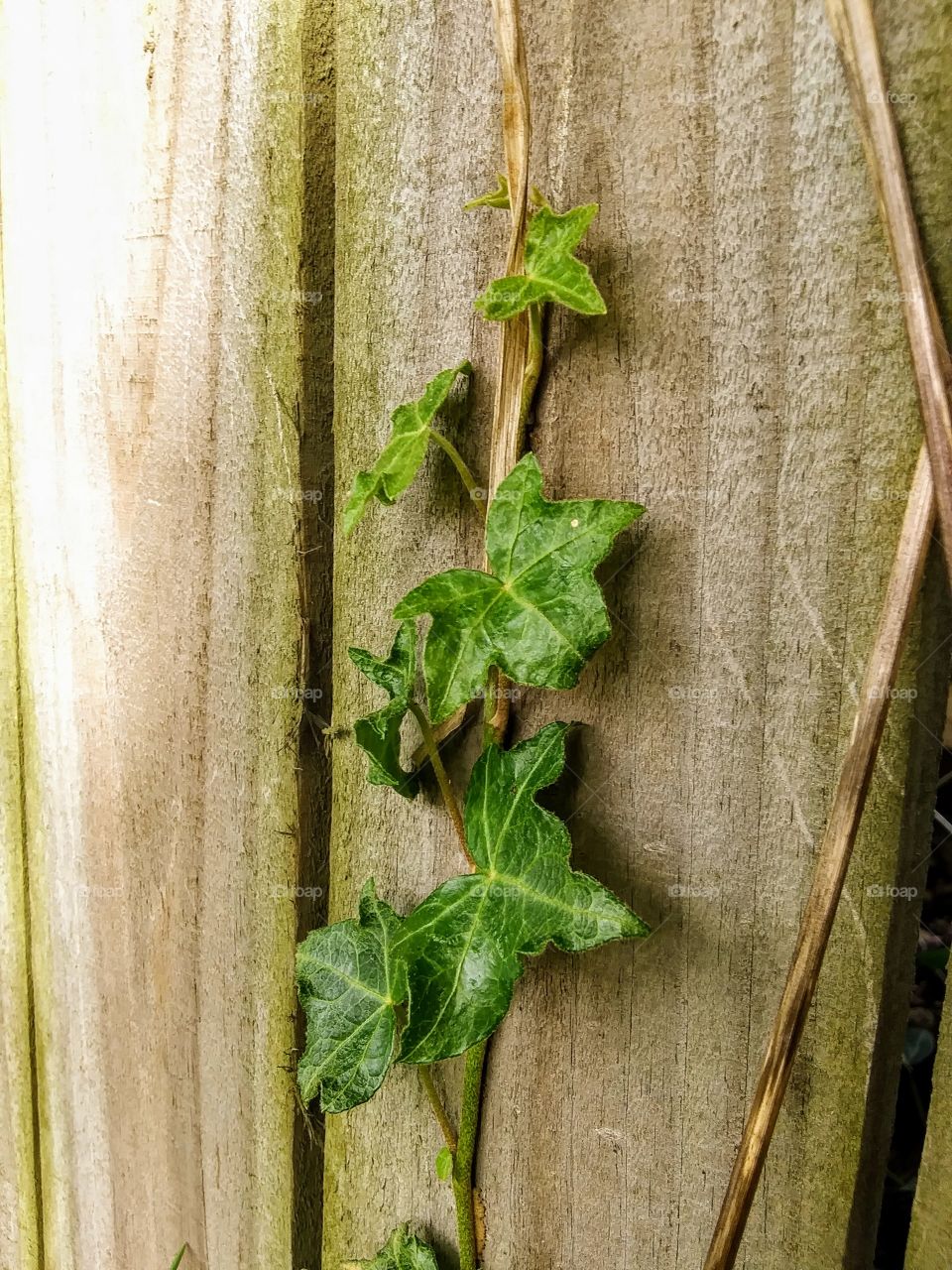 ivy growing on a fence