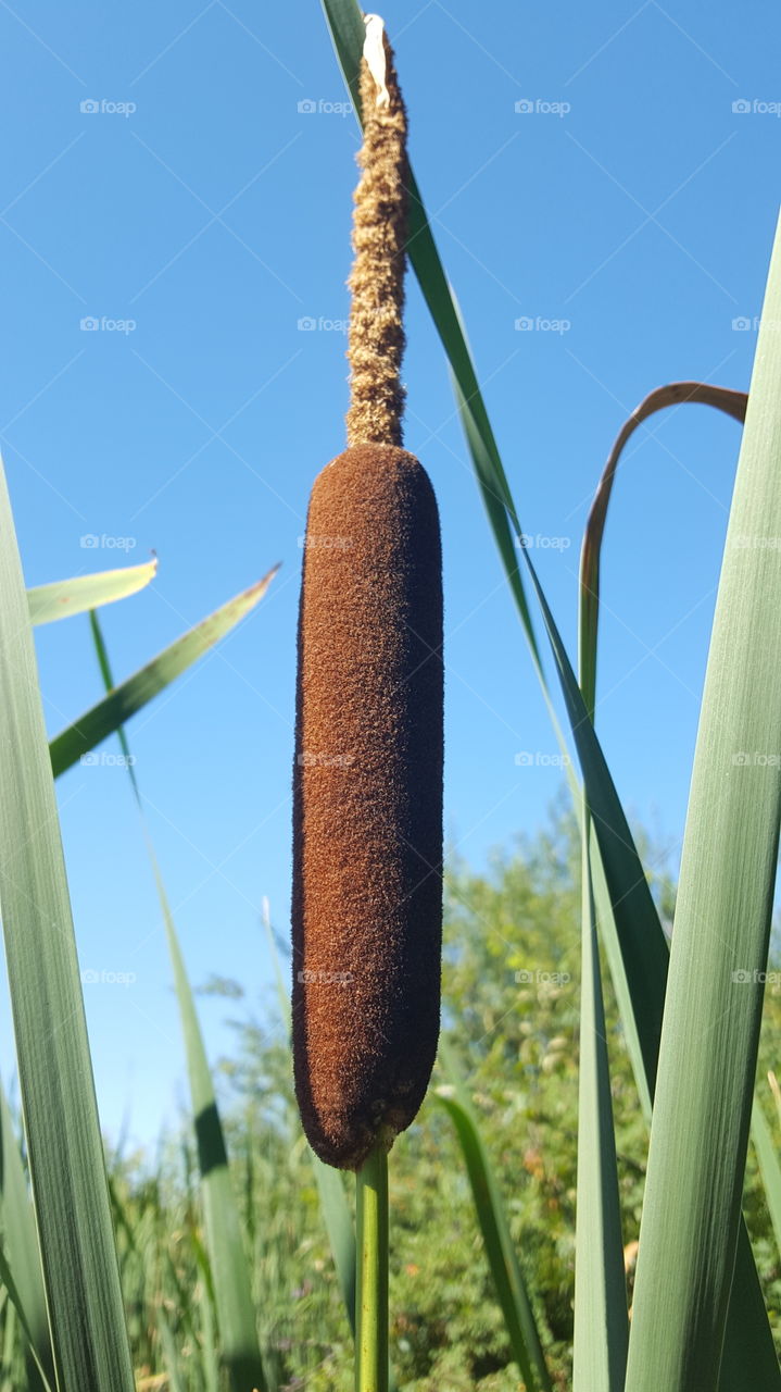 cattail in color