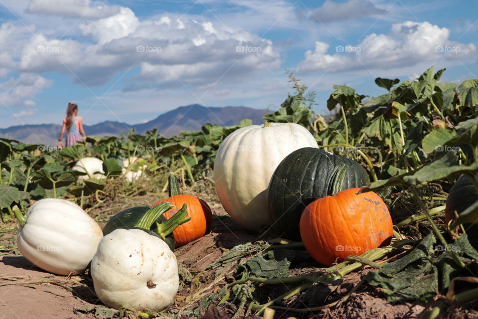 Pumpkins on a pumpkin patch