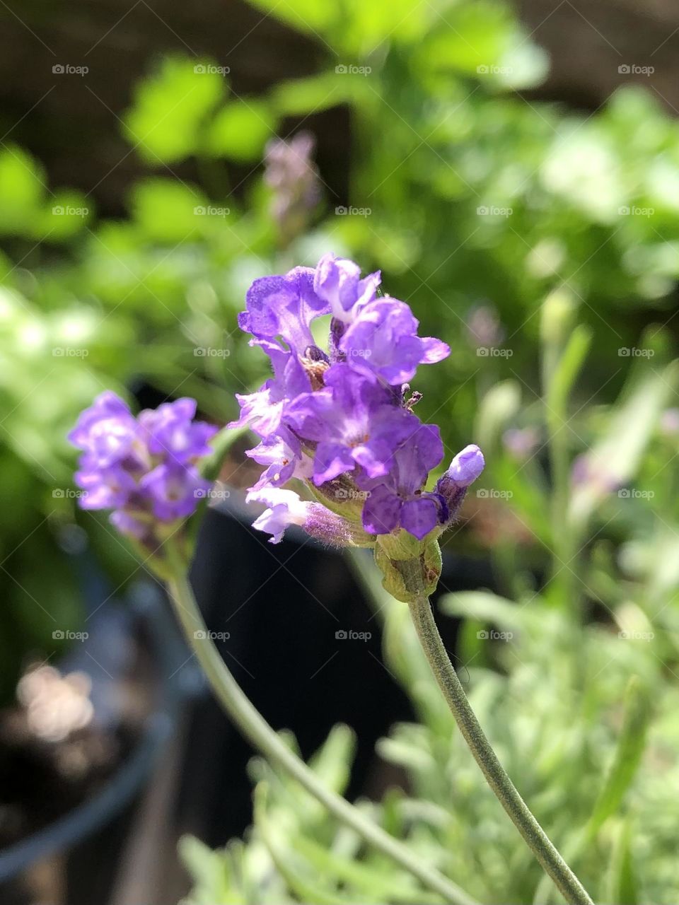 Backyard container gardening lavender plant flowers blooming summer patio plants blossom