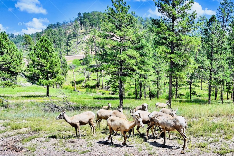 The long-horned goat in Wyoming 