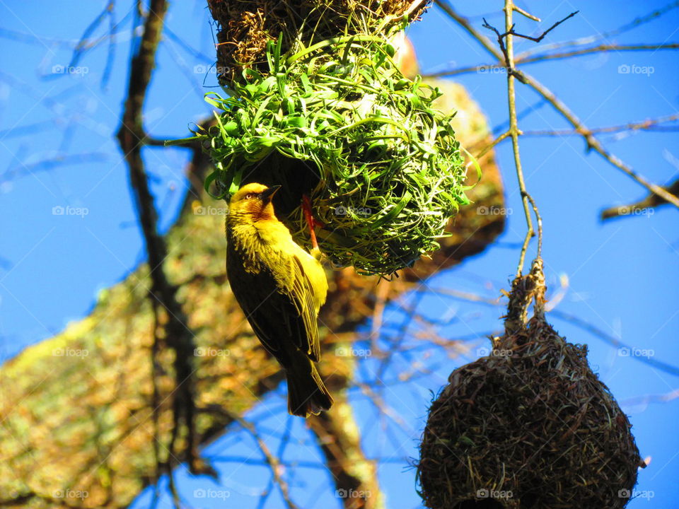Cape Weaver