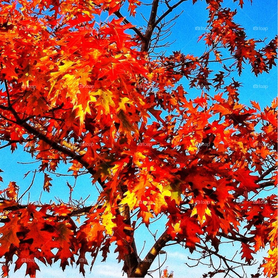 Fiery foliage 