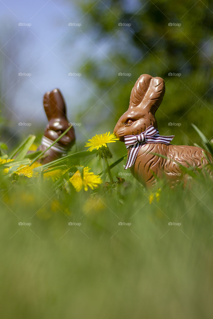 A close up portrait of two chocolate easter bunnies in the grass ready to be found by children on the easter egg hunt.