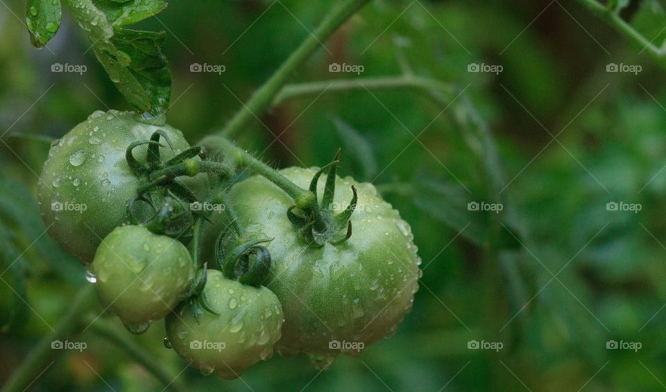 Tomato Doubles on a Vine