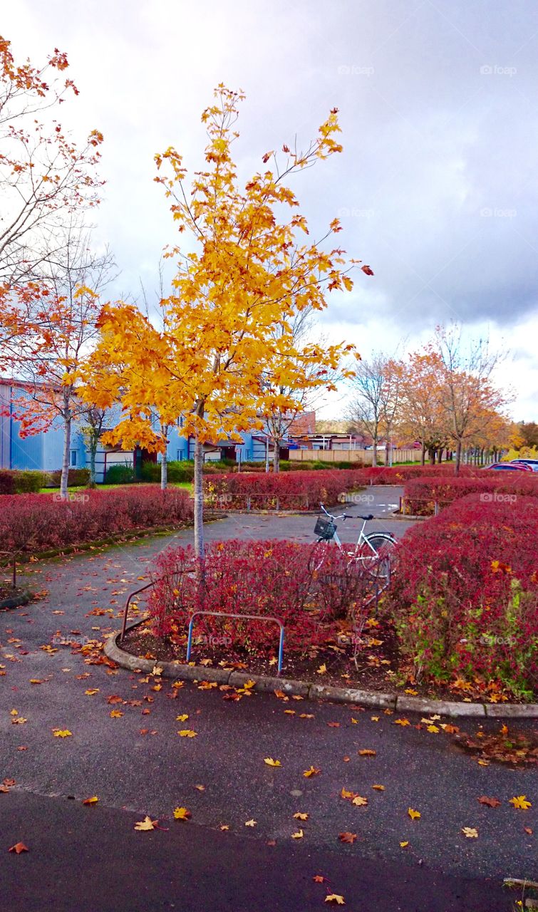 Yellow tree in fall season. Yellow tree in fall season