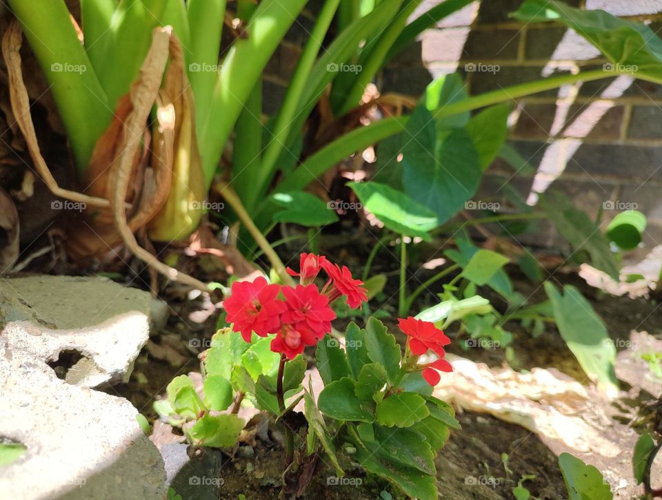 Florist Kalanchoe, plant