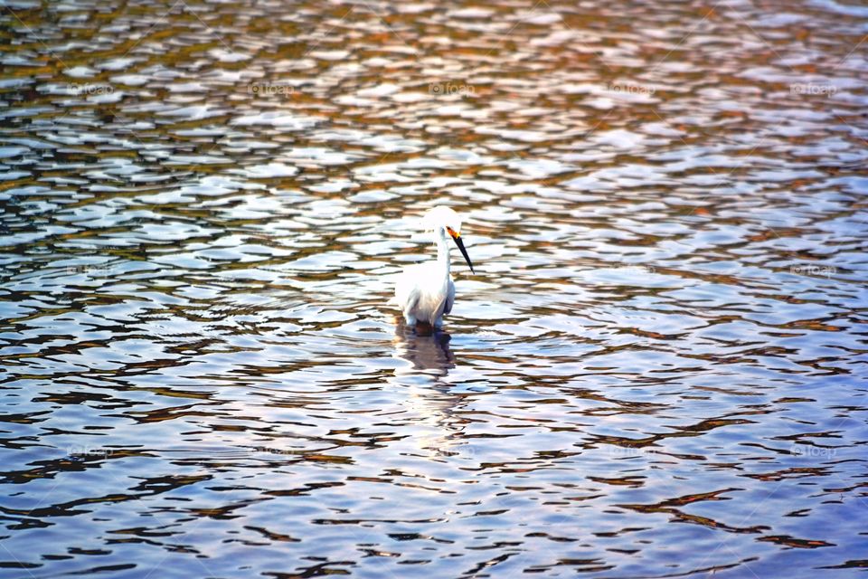 white heron