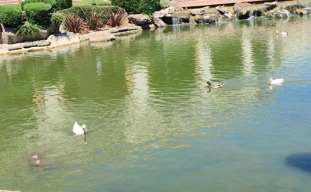 Ducks are always cute, calm, and peaceful. 