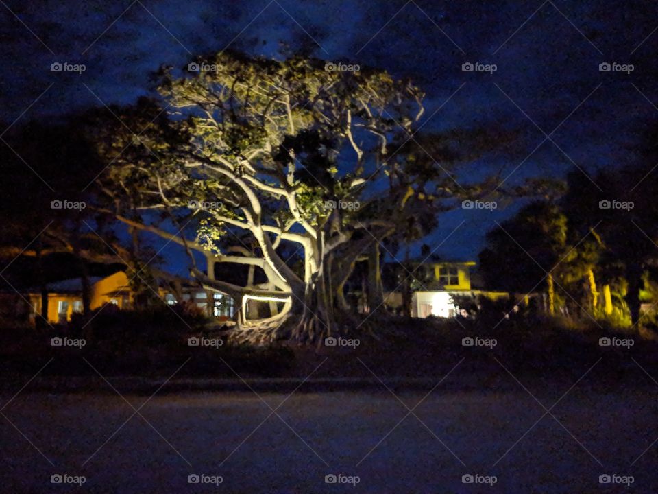 Banyan Tree on Useppa
