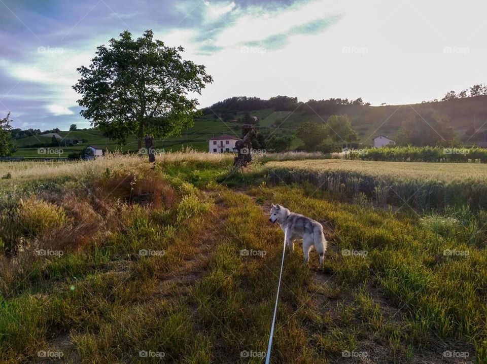 colline e Husky
