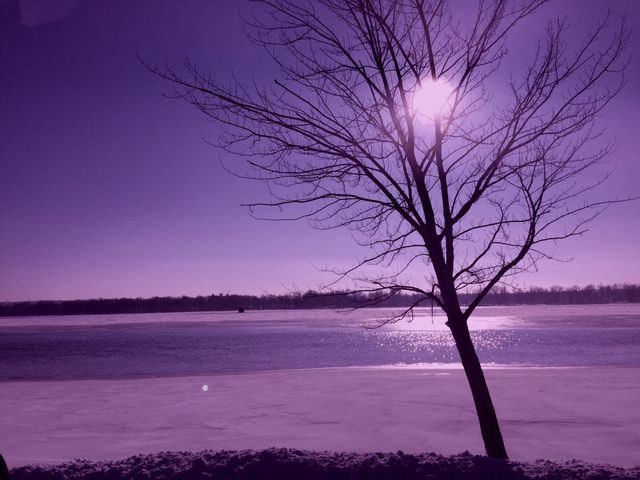 Bare tree near the sea with dramatic sky