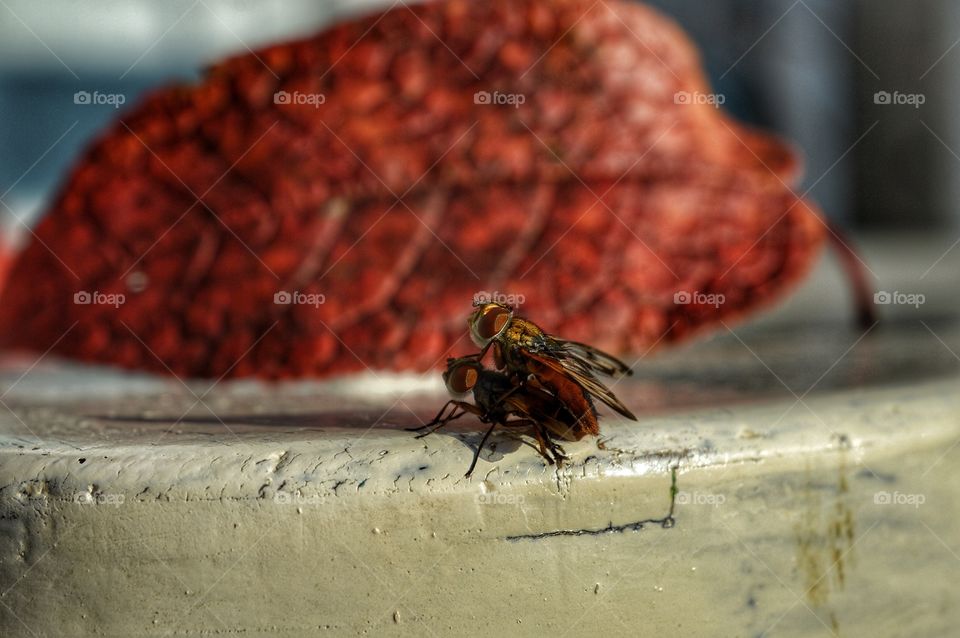 Food, No Person, Insect, One, Invertebrate