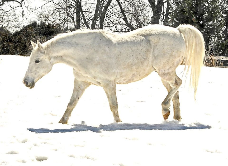 Grey horse in winter