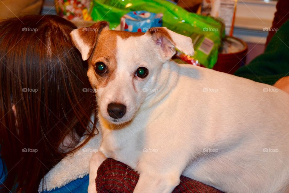 Lazy fat jack Russell. 