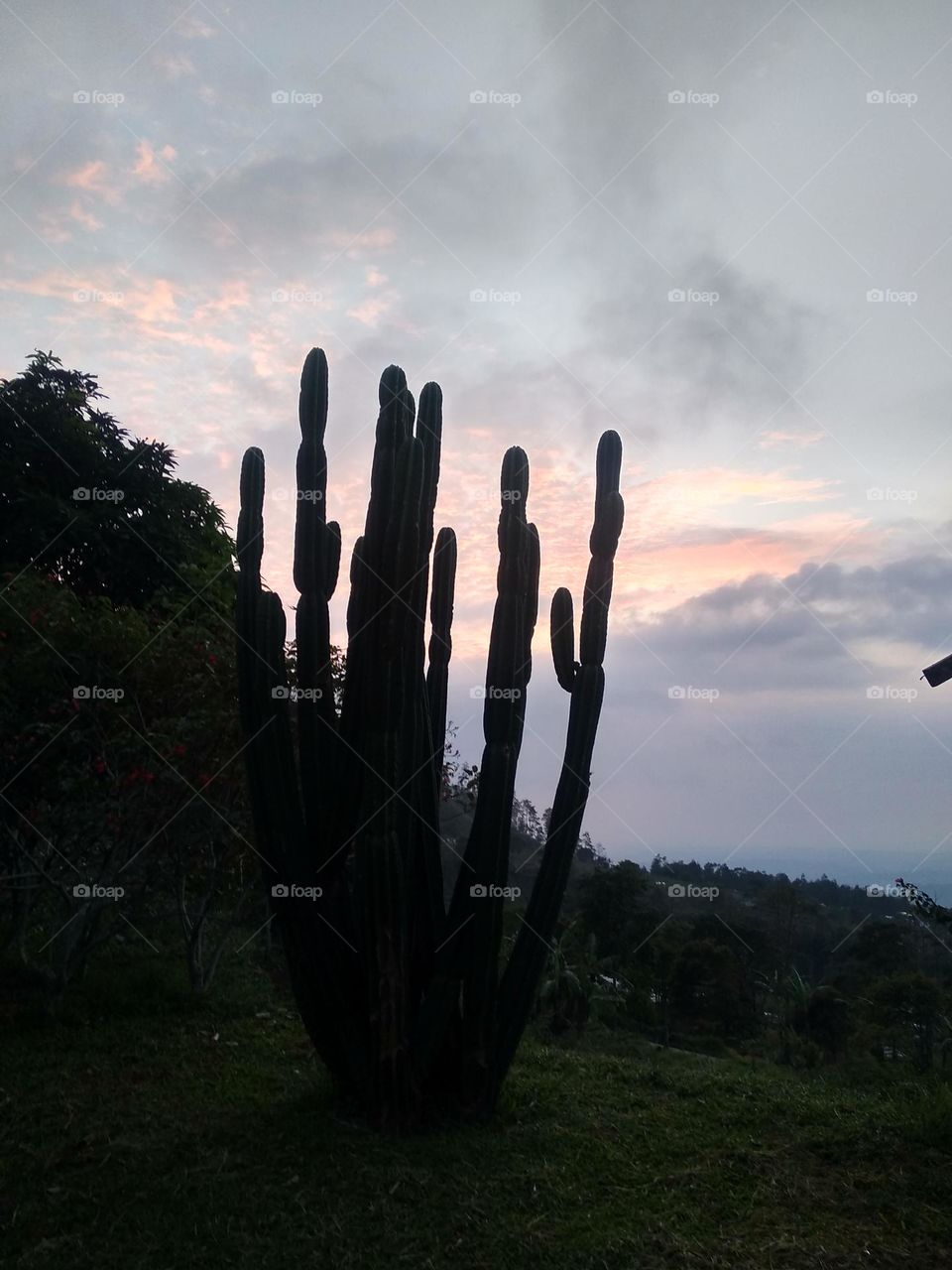 silhouette of cactus in the morning
