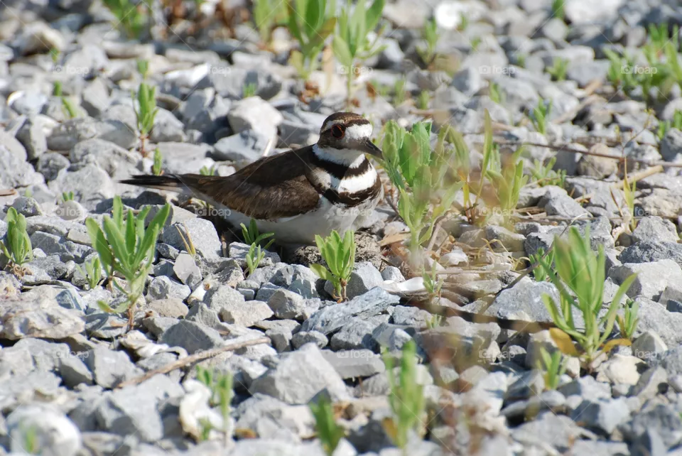Killdeer
