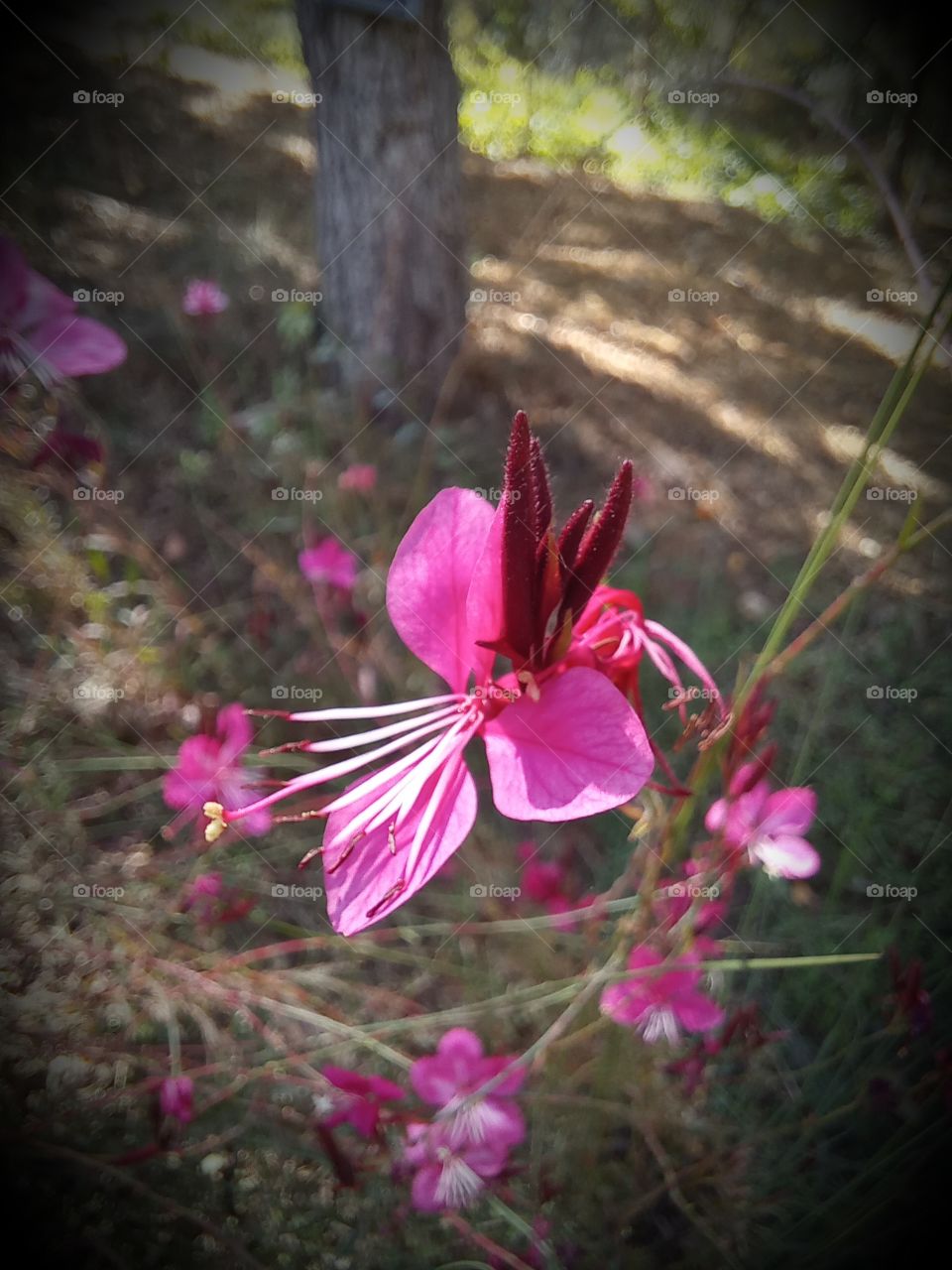 gently flowers