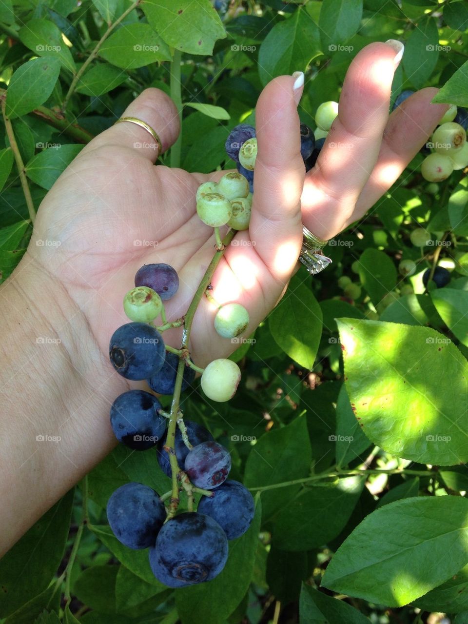 Blueberries in Hand