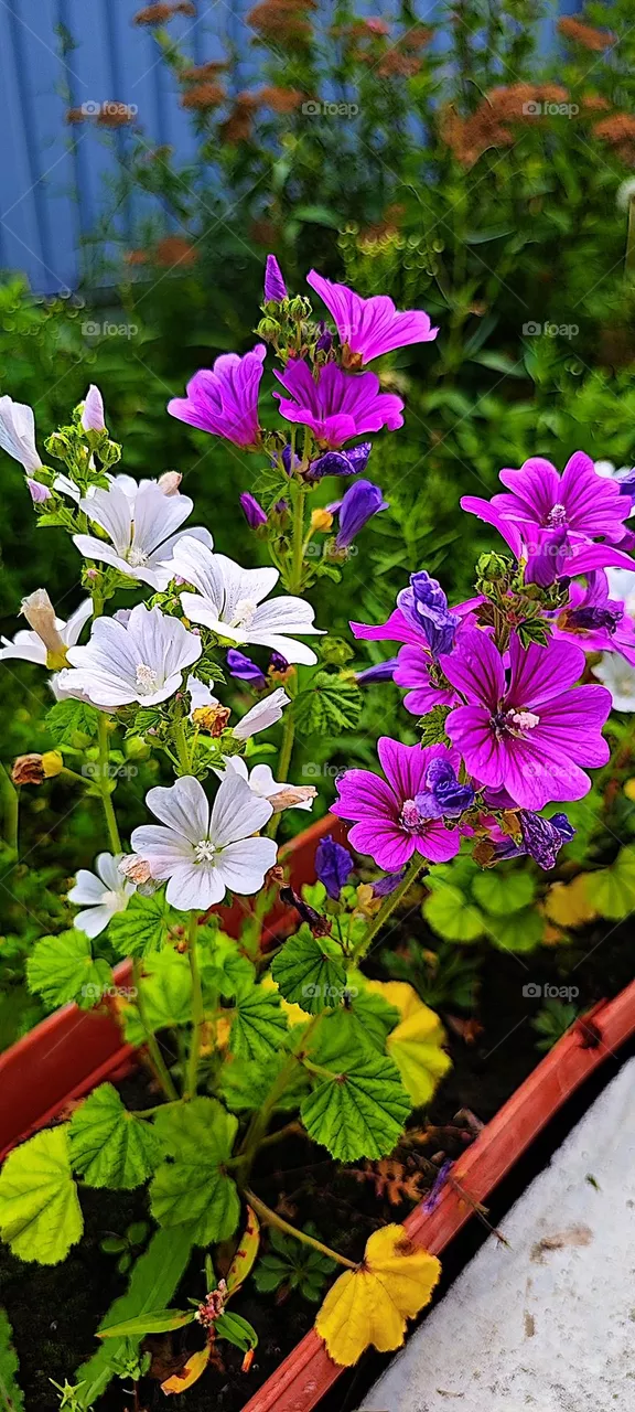 Just flowers