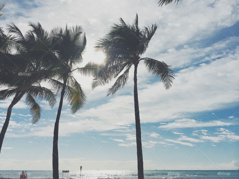 Beach and palm trees