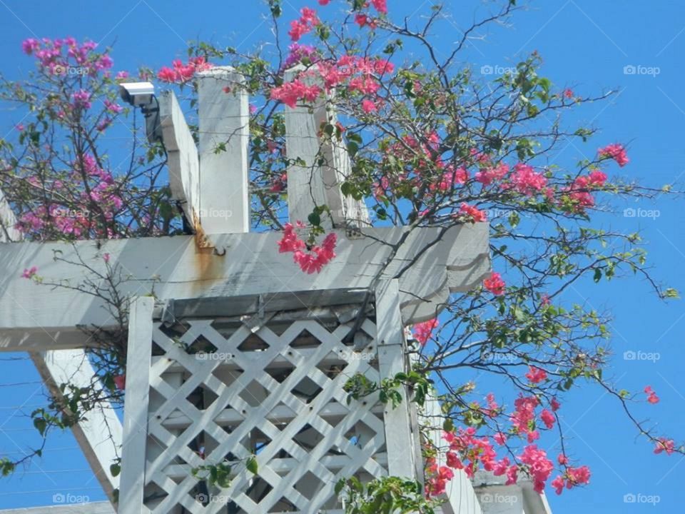 Trellis  in Caribbean