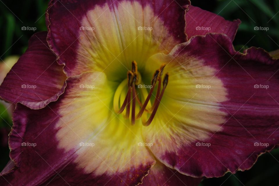 Directly above view of purple day lily