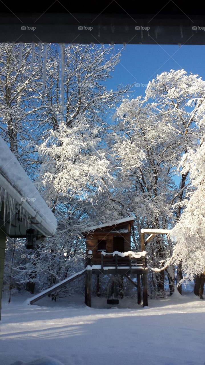 sunshine on snowy trees