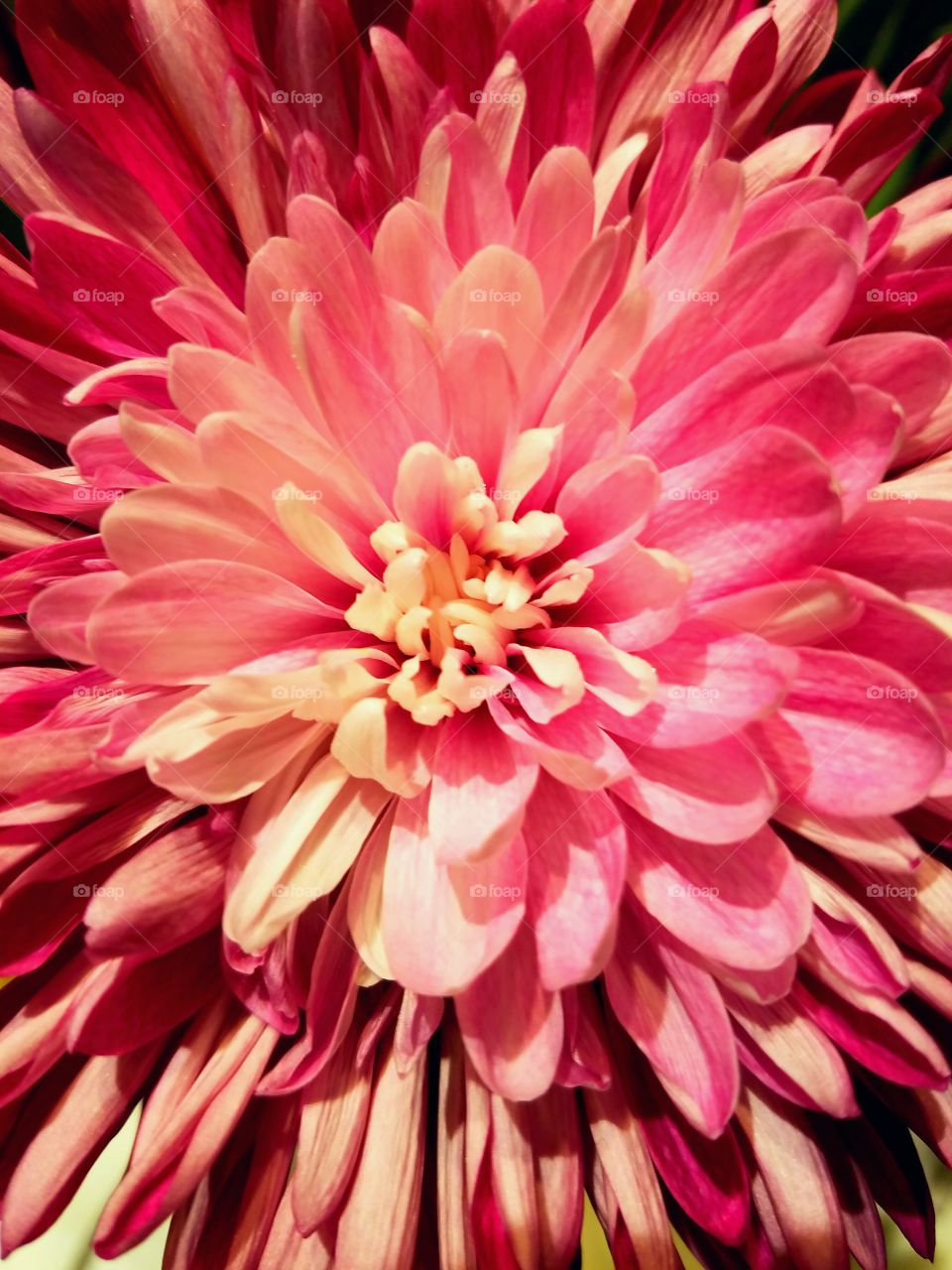 chrysanthemum blush