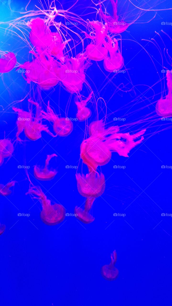 medusas en Tenerife