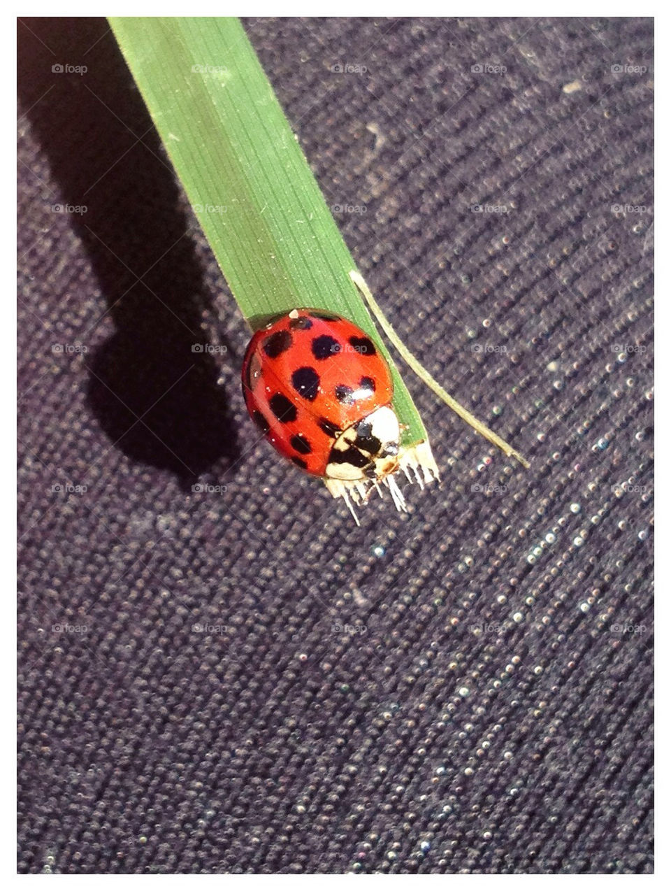 LADYBUG