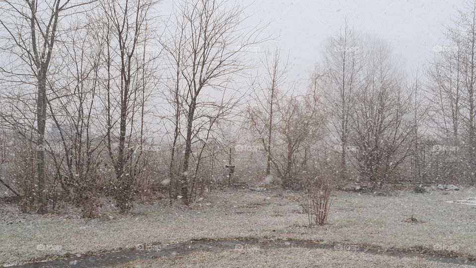 snowfall at early spring