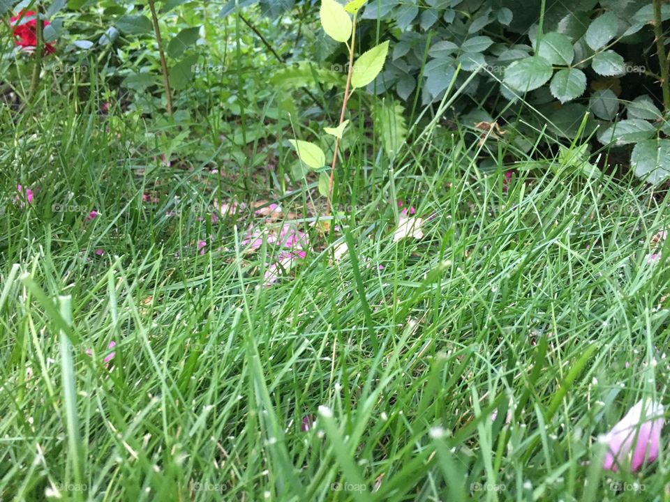 Fallen rose on the grass