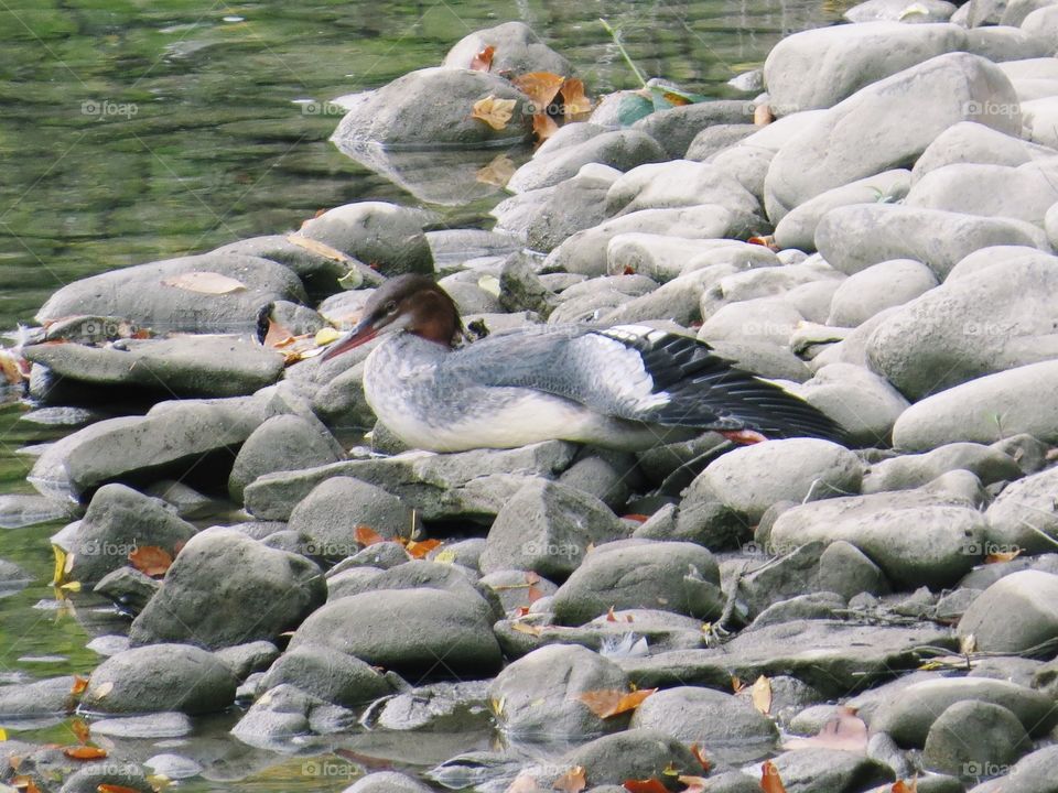 Bird watching, beautiful bird resting by the river, with a few fallen leaves 
