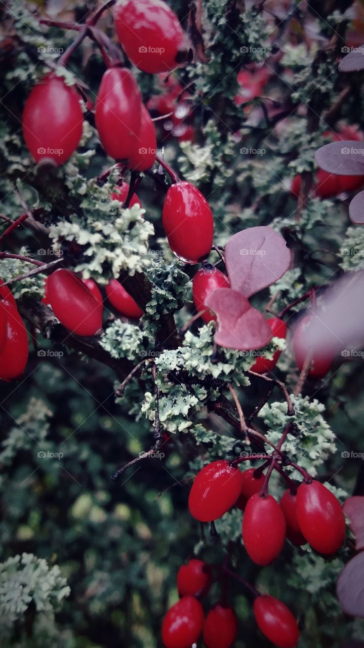 fall branches lichens