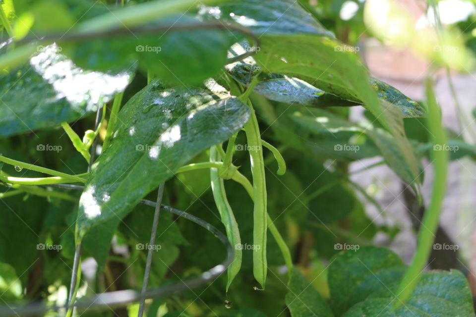 Green bean plant growing in the garden on tomato cage with a string of beans hanging from plant.