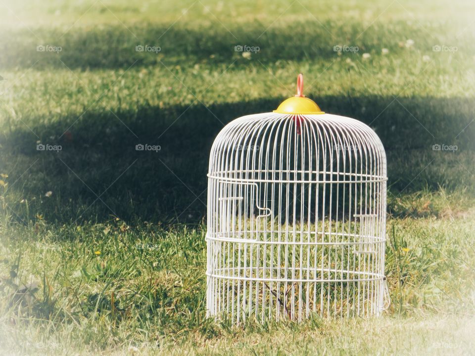 cage in grass