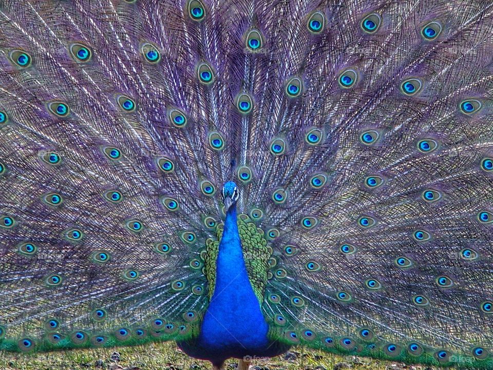 peacock