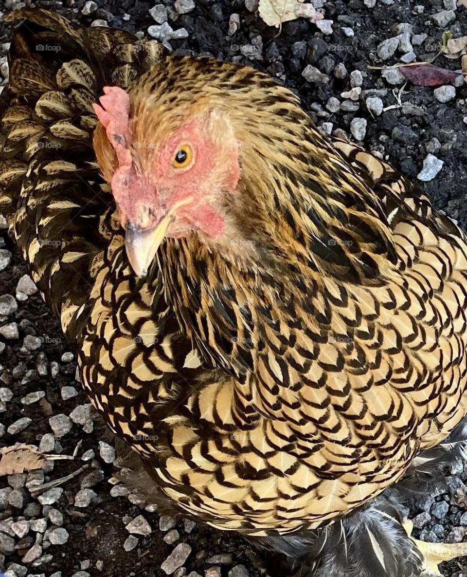 Chicken standing on gravel